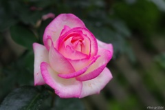 富山県花総合センターの薔薇園にて