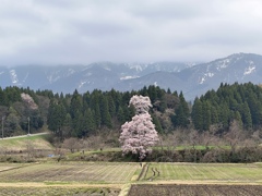 エドヒガン　向野の桜