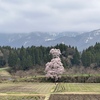 エドヒガン　向野の桜