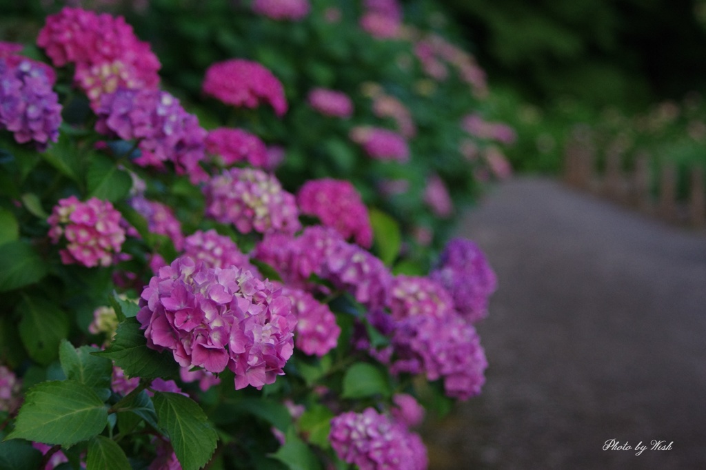 紫陽花通り