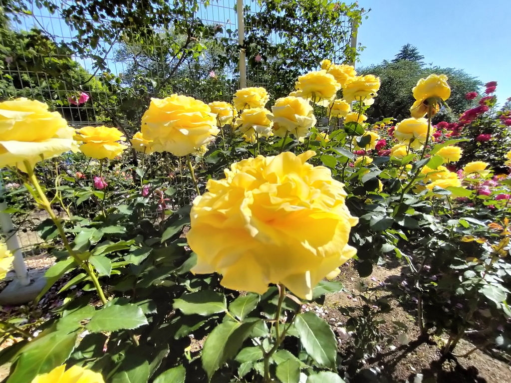 花盛りの時期