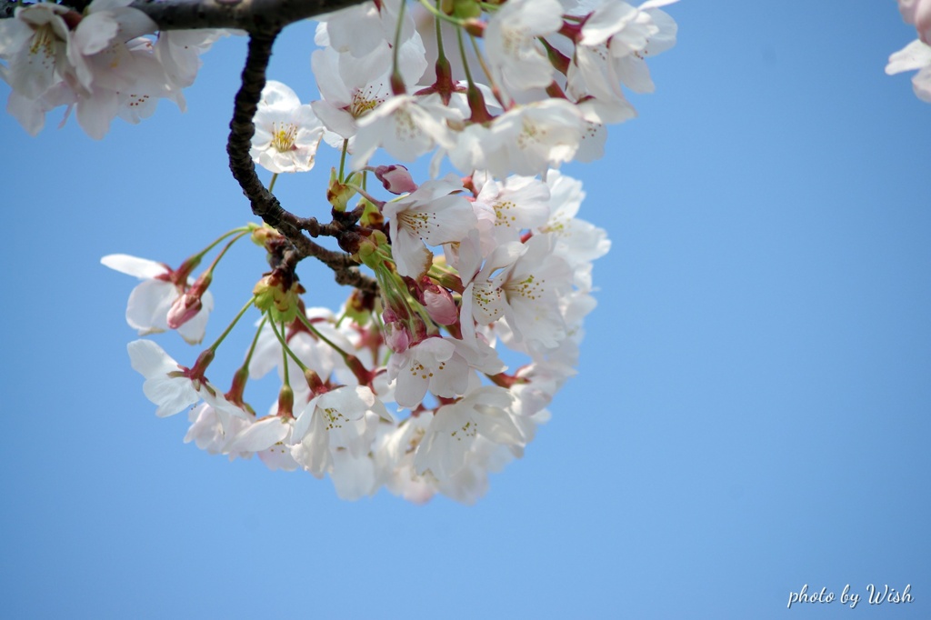 桜色