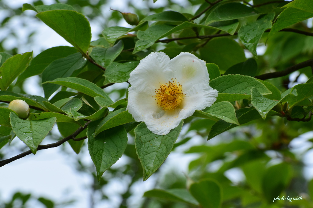 夏椿