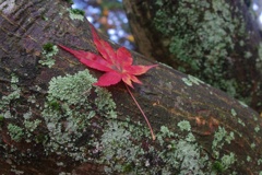 紅葉：このまま..