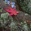 紅葉：このまま..