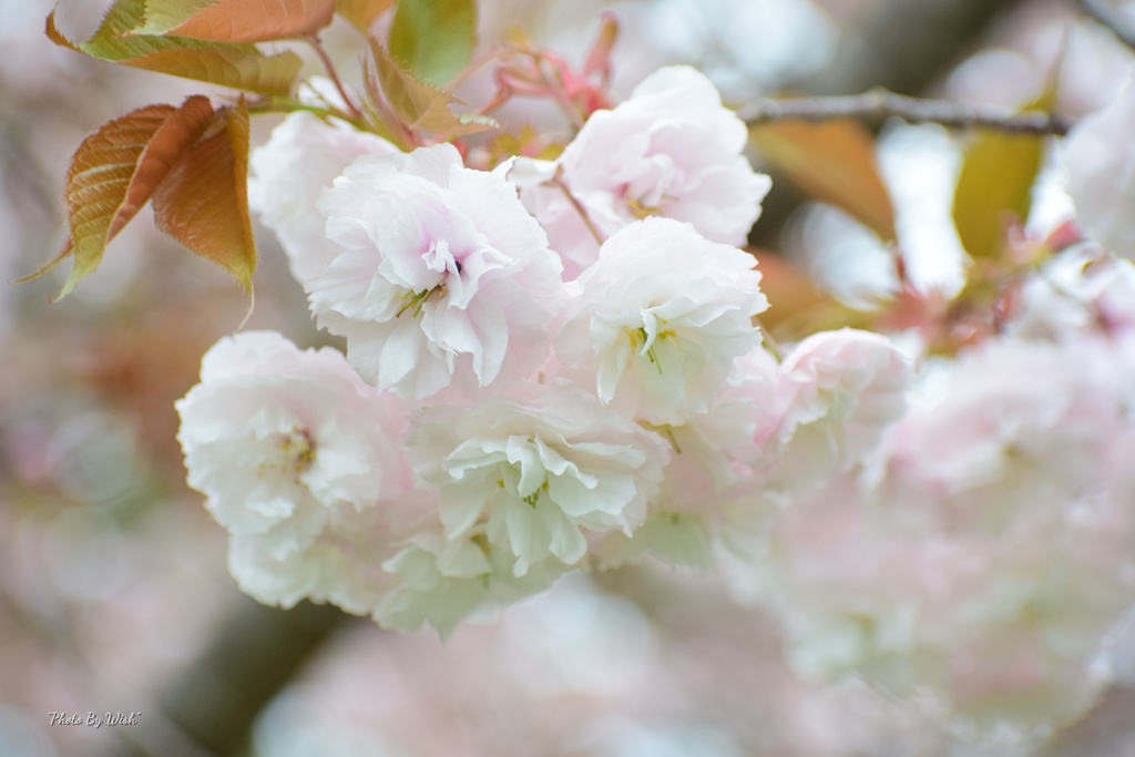 八重桜