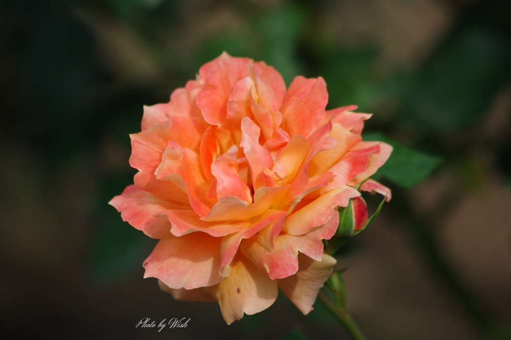 6月の薔薇