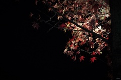 夜の紅葉：楓