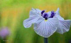 花しょうぶ