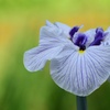 花しょうぶ