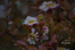この花の名は....