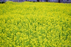 菜の花畑