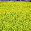 菜の花畑