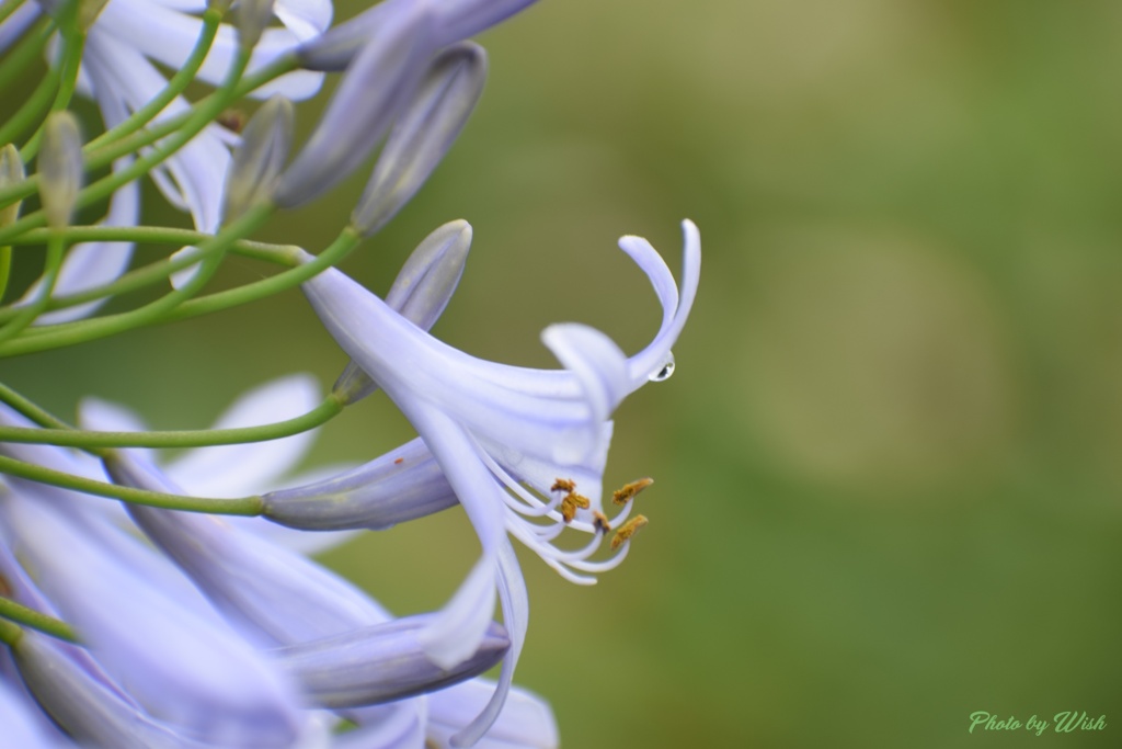 雨上がりの花姿