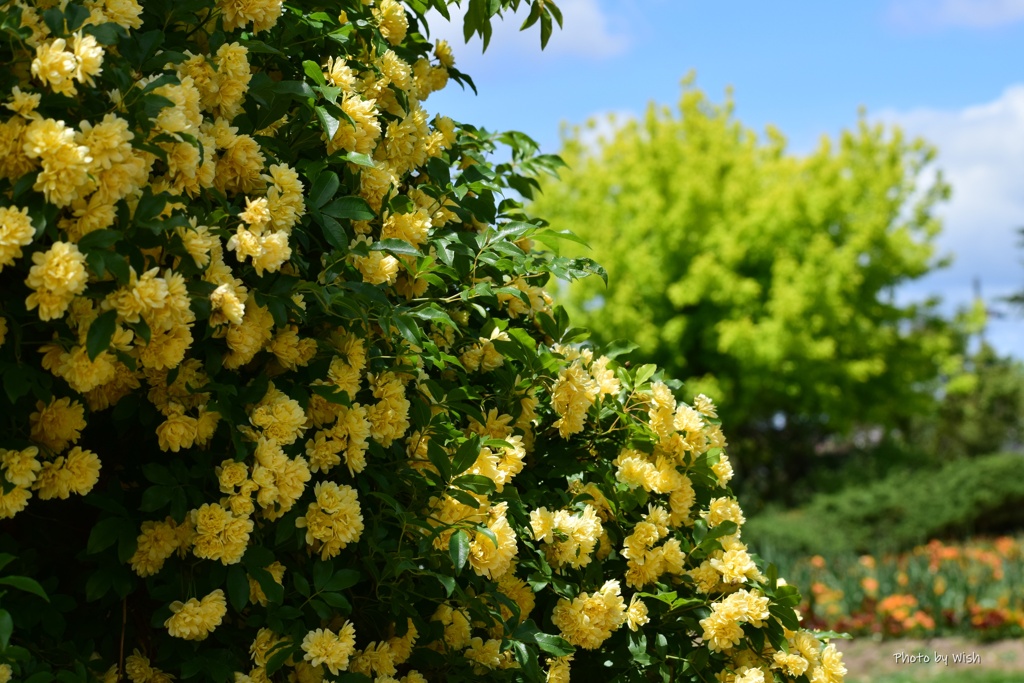 初夏の薔薇