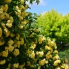 初夏の薔薇