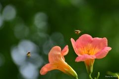 ミツバチ舞う
