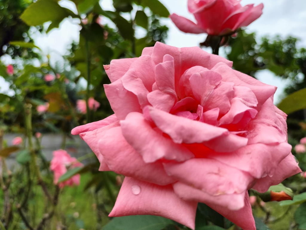 雨上がりの薔薇