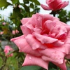 雨上がりの薔薇