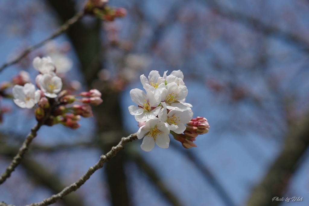 咲き始めていた桜