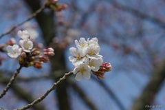 咲き始めていた桜