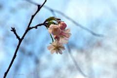 十月の桜