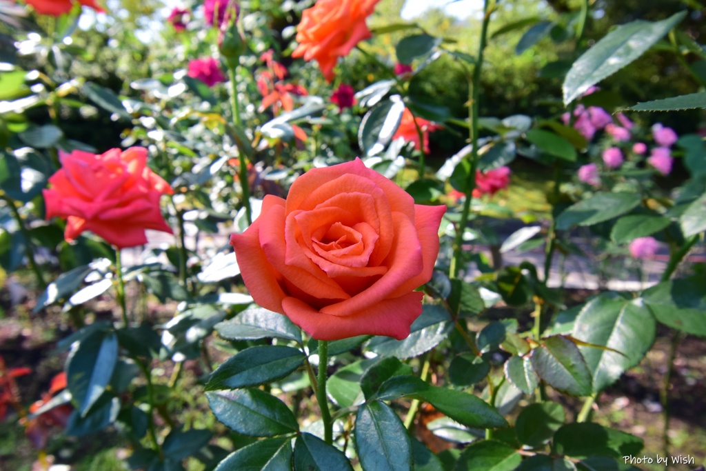 秋薔薇