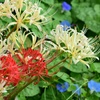 彼岸花と朝顔