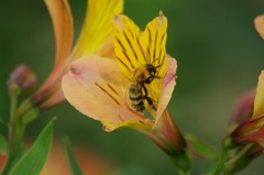 蜂