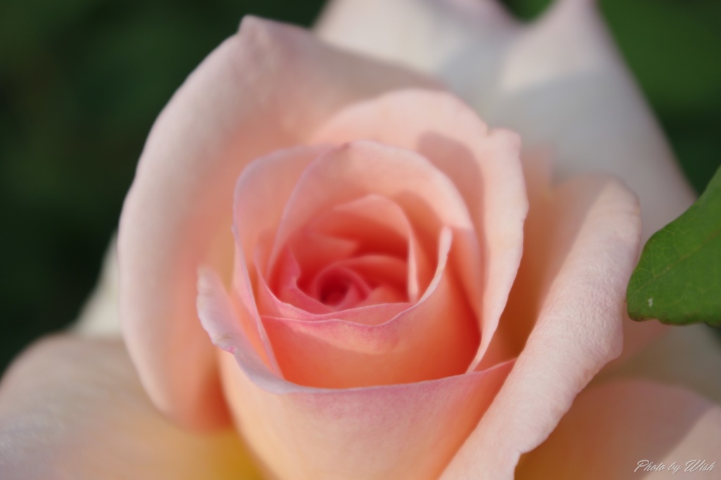 2012 pink