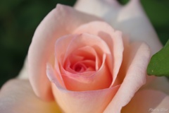 2012 pink