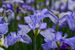 花菖蒲の彩