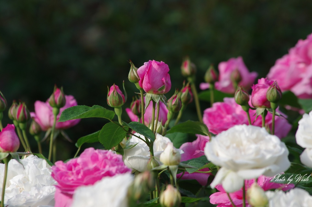 5月の薔薇