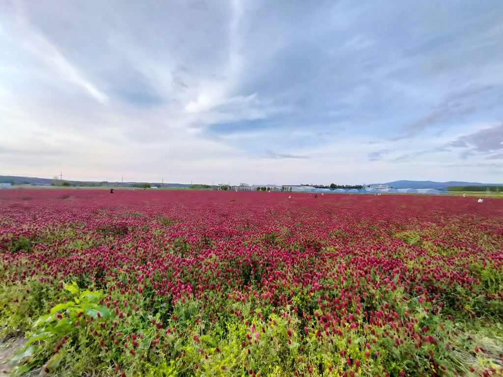 夕刻の草原