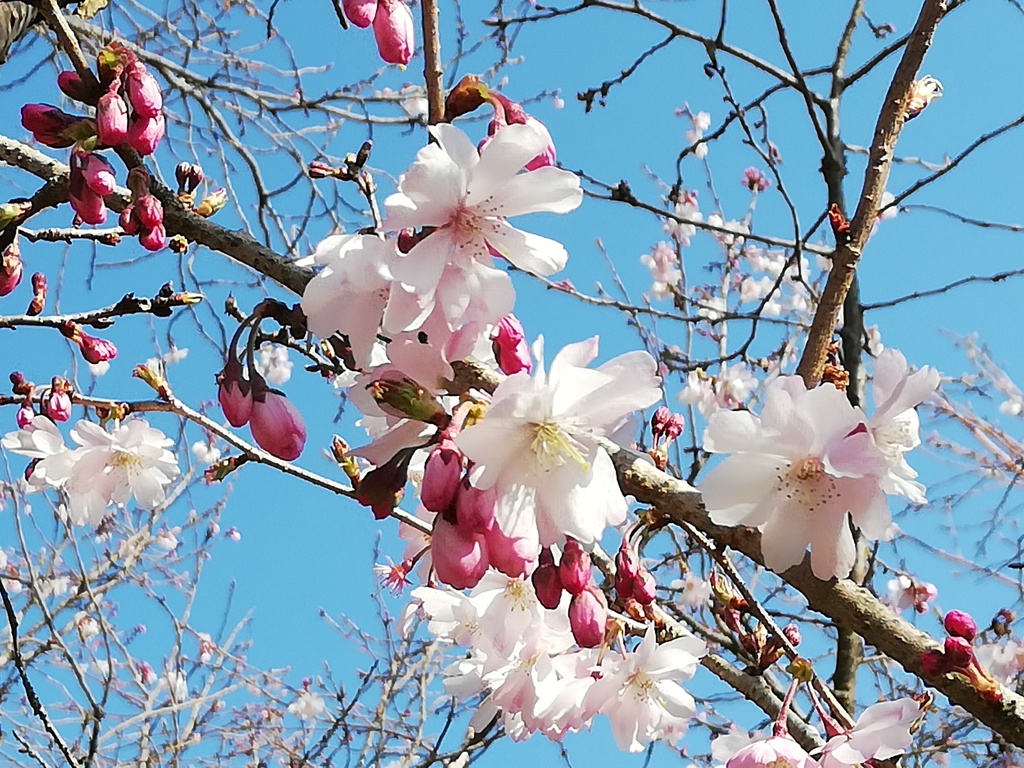 ４月の十月桜