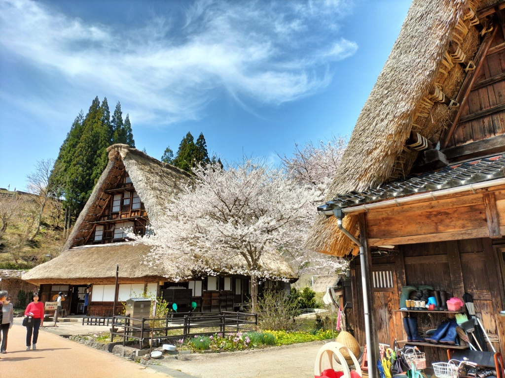 桜のある風景