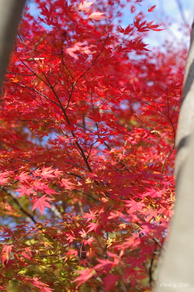 木の間から