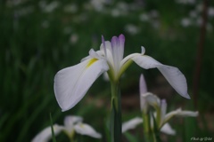 卯辰山花菖蒲園