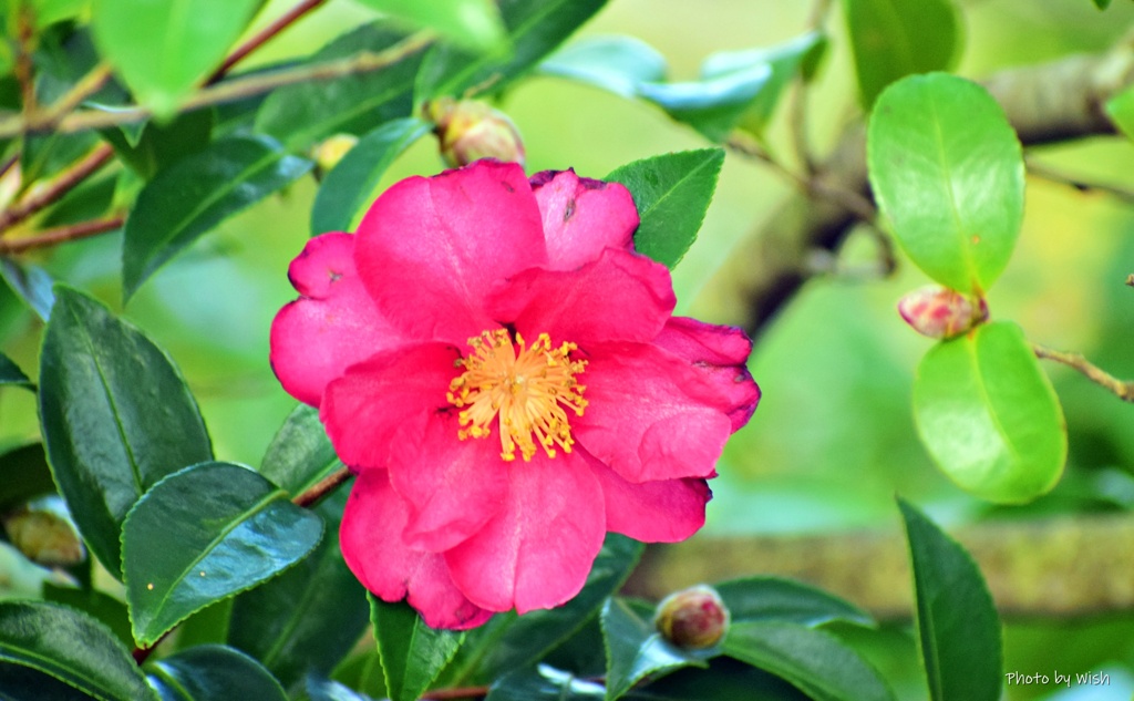 山茶花