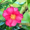 山茶花
