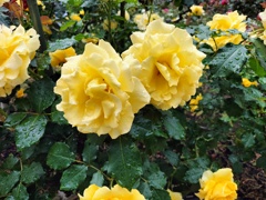 yellow　rose