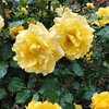 yellow　rose