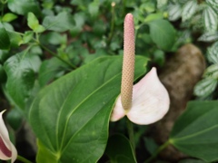 温室に咲く花