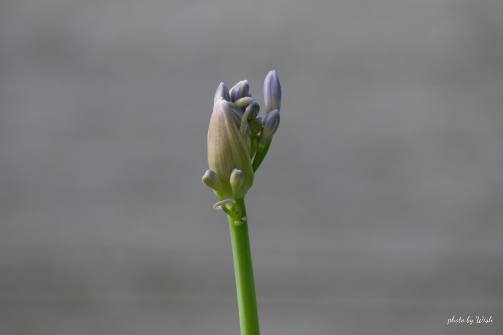 開花の時期へ