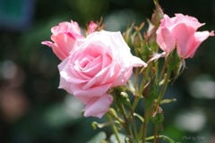 pink rose