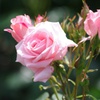 pink rose