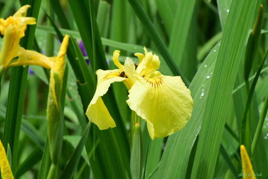 頼成の森：花菖蒲