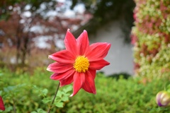 ダリア
