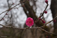 開花した紅梅