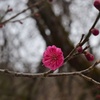 開花した紅梅